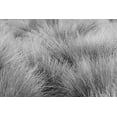 thumbnail image 2 of Jones, Adam 14x11 Gold Ornate Wood Framed with Double Matting Museum Art Print Titled - Paramo grass-Antisana Ecological Reserve-Ecuador, 2 of 4