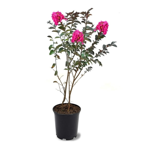 First Editions 1-1.5 ft tall Twilight Magic Crape Myrtle Live Tree in 1-Gallon Grower Pot