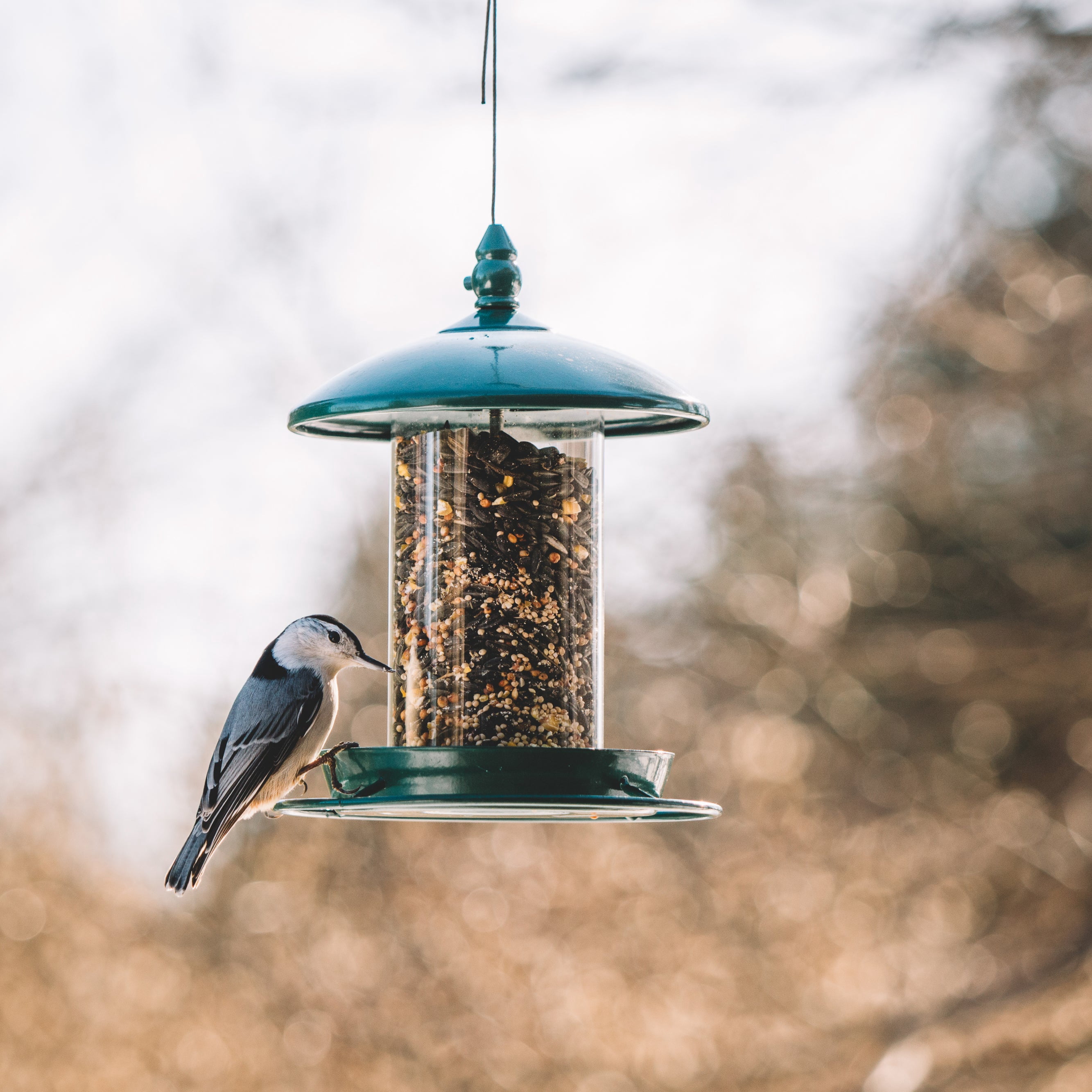 Metal Bird Feeder for Outside Hanging, Wild Bird Feeders for Cardinal, Large Roof and Tray - 6 Port