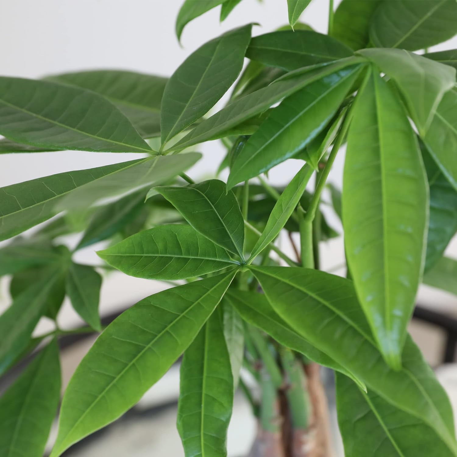 Just Add Ice 14-16" Money Tree Live Plant in 5" Grey Ceramic Pot, House Plant