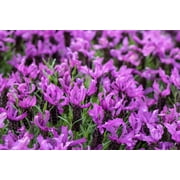 100 FRENCH LAVENDER aka Butterfly Lavender, Spanish, Topped Lavandula Stoechas Fragrant Blue Purple Flower Herb Seeds