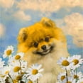 thumbnail image 2 of CafePress - Pomeranian In Daisies (Orange) - Snowflake Ornament, 2 of 3
