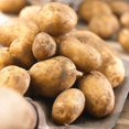 thumbnail image 1 of Pomme de Terre de Semence - Kennebec (2 kg), 1 of 1