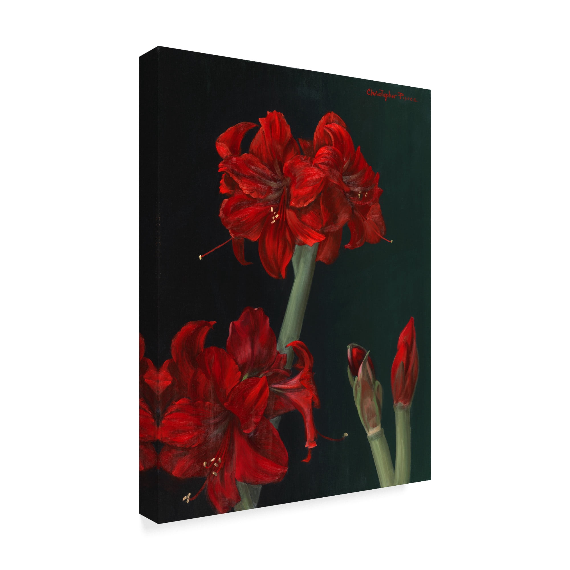 Trademark Fine Art 'Amaryllis Amigo' Canvas Art by Christopher Pierce