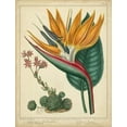 thumbnail image 2 of Edwards, Sydenham 19x24 White Modern Wood Framed Museum Art Print Titled - Golden Bird of Paradise, 2 of 4