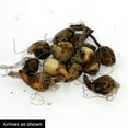 thumbnail image 3 of Van Bourgondien White Flowering Snowdrops Dormant Flower Bulbs, Set of 25 bulbs, 3 of 3
