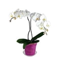 thumbnail image 3 of 3" Slotted Clear Orchid Pots - 3 Pack (Wild Orchid), 3 of 4
