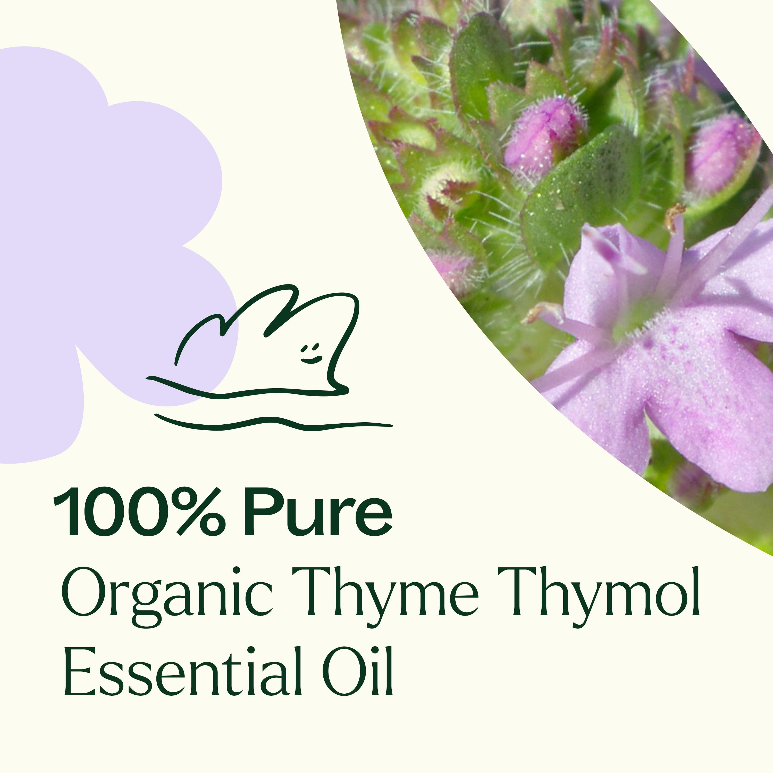 Plant Therapy Thyme Thymol Organic Essential Oil 10 mL (1/3 oz) 100% Pure, Undiluted, Natural Aromatherapy