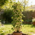 thumbnail image 3 of For Indoor Small Wooden Potted With Proof Layer Vines And Geometric Shape Design, 3 of 3