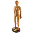 thumbnail image 2 of Modelo De Acupuntura Corporal, Modelo De Acupuntura De Cuerpo Humano Inodoro De Amplia Aplicación, Artesanía De Letras útiles Para Modelo De Masaje, 2 of 7
