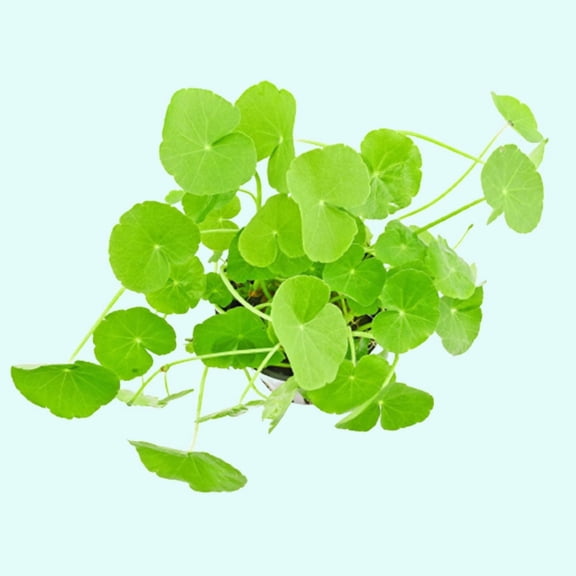 Pennywort Brazilian (Hydrocotyle Leucocephala) Live Aquarium Plants BUY 2 GET 1 FREE