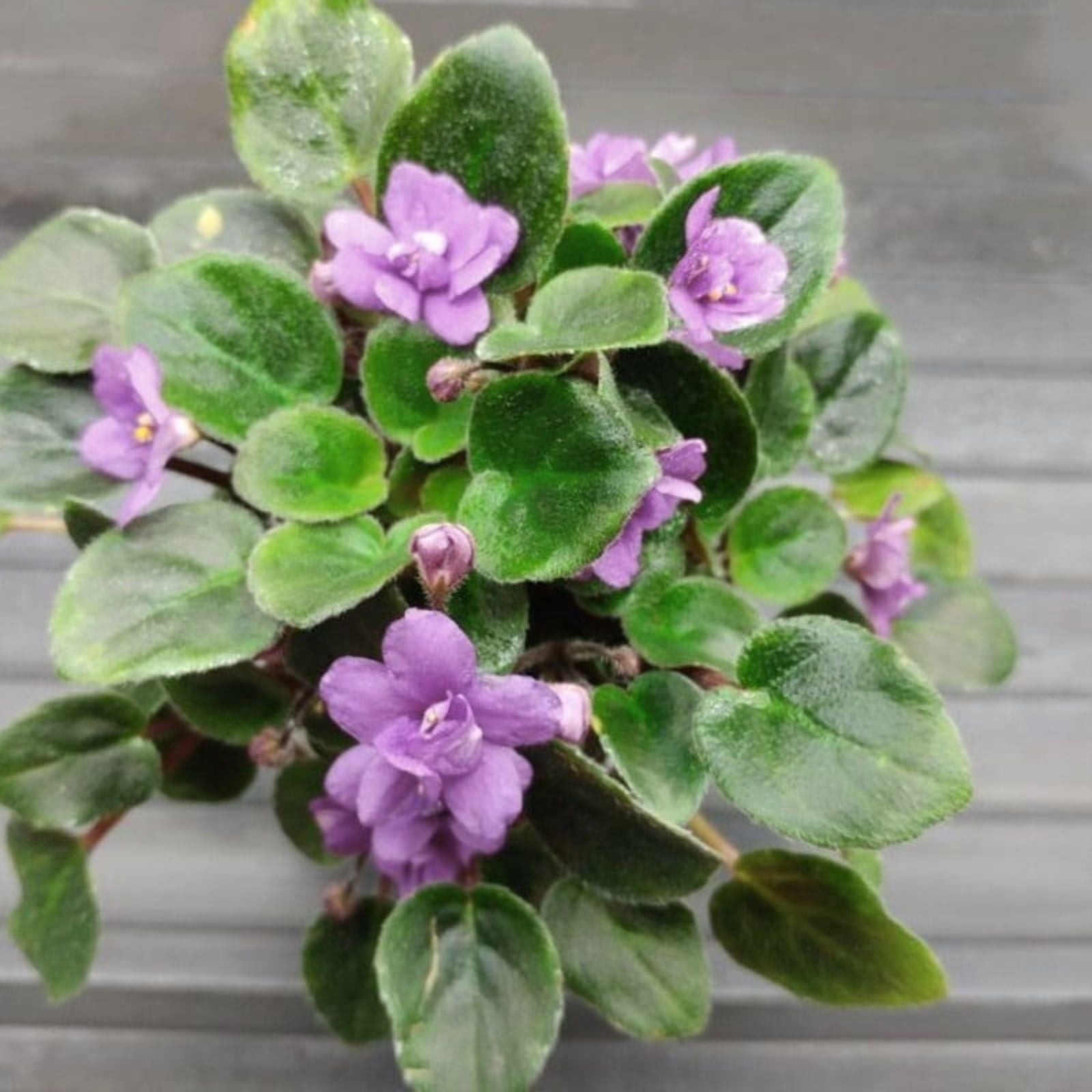 Light Blue African Violet Plants, Starter Pastel Light Blue Flowers, Compact African Violet Tree Indoor Houseplants for Small Spaces