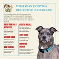 thumbnail image 7 of Country Brook Petz® Everyday Safety Reflective Dog Collar (Teal, Medium), 7 of 7