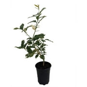 Pink Variegated Eureka Lemon Tree - 5"-Pot-No Shipping to Tx, Fl, Az, Ca, La, Hi
