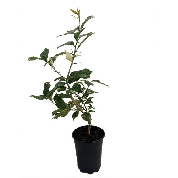 Pink Variegated Eureka Lemon Tree - 5"-Pot-No Shipping to Tx, Fl, Az, Ca, La, Hi