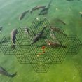 thumbnail image 4 of MasteelfCA 10PCS Six Angle Fish Protectors Fish Pond Nets Plastic Fish Guards Professional Pond Mesh for Home Shop, 4 of 7