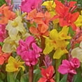 thumbnail image 1 of TASC Flower Bulbs Canna Indica Hybrid Dwarf Assorted (3 Bulbs), 1 of 1