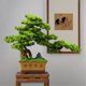 thumbnail image 5 of Bonsái de pino artificial de bienvenida, adorno for sala de estar, plantas verdes falsas, decoración de oficina, 5 of 7