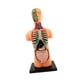 thumbnail image 5 of Modelo de cuerpo humano para niños Modelo de torso humano Modelo de órganos educativos Muñeca de anatomía Modelo humano extraíble, para suministros de, 5 of 10
