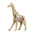 thumbnail image 3 of Bunblic Learning Prop Animal Body Model Animal Biology Learning Toy,Science Kits Teaching Toy Teaching Demonstration for Ages 8+ Kids 31010, 3 of 8