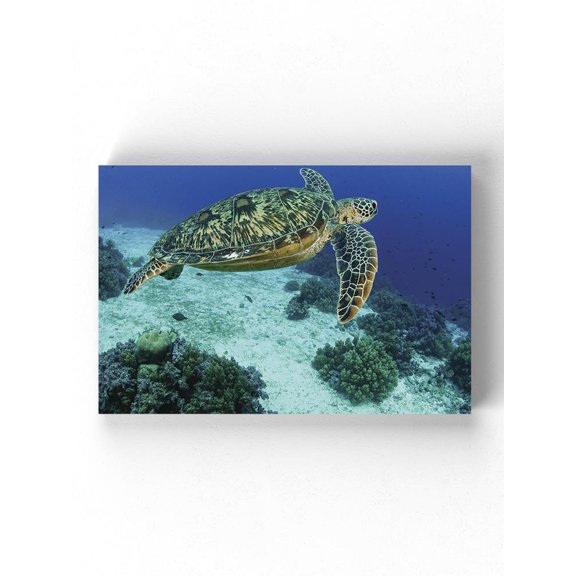 Sea Turtle Diving Sea Floor Wrapped Canvas  -Image by Shutterstock,