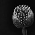 thumbnail image 2 of Aledanda 15x15 Gold Ornate Wood Framed with Double Matting Museum Art Print Titled - Allium II, 2 of 4