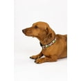 thumbnail image 2 of Country Brook Petz® Daisy Fields Everyday Dog Collar - Made In The U.S.A., Extra Small, 2 of 7