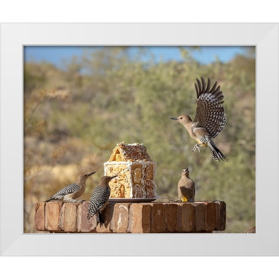 Jaynes Gallery 14x12 White Modern Wood Framed Museum Art Print Titled - USA-Arizona-Buckeye-Gila woodpeckers and house made with bird seed and suet