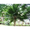 thumbnail image 2 of Majesty Palm - 1 Live Starter Plant - Ravenea Rivularis - Beautiful Clean Air Indoor Outdoor Houseplant, 2 of 6