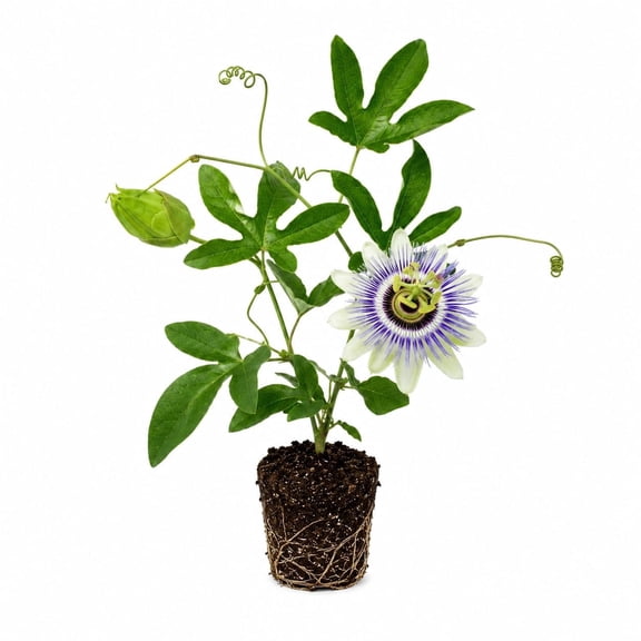Passionflower Maypop Live Plant - Starter Plant, Edible Fruit, Full Sun, USDA Zones 5 to 9, Ships Bare Root, No Pot