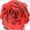 Pink, variant on 8.5" Enchante Forever Rose Touch Night Light Preserved Flower LED Lamp, Red