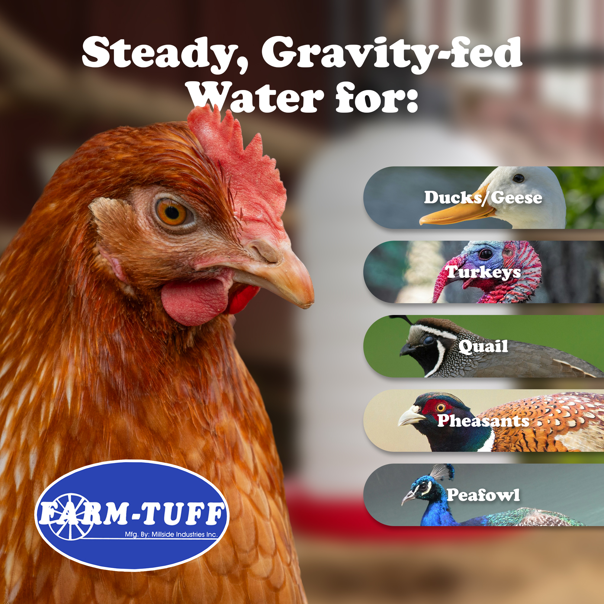 FARM-TUFF Durable Top Fill Hanging Plastic Automatic Poultry and Game Bird Fountain Waterer for Chickens, 7 Gallon Capacity