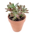 thumbnail image 7 of Graptosedum California Sunset Purple Succulent (4"+ Plastic Pot) - Tiny, Lovely, Easy to Care Succulent for Beginner - Live Succulent for Home Office, 7 of 7