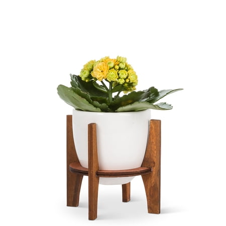 Set of 1 Small Pot with Wooden Stand