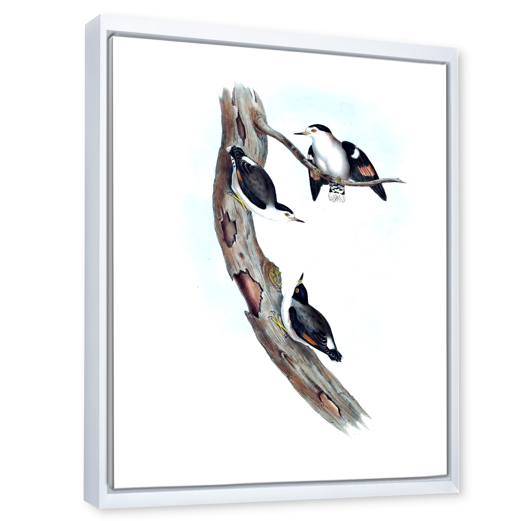 Ancient Australian Bird Illustrations I 16 in x 32 in Framed Painting Canvas Art Print, by Designart