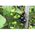 thumbnail image 3 of 100 GARDEN HUCKLEBERRY (Ground Cherry) Solanum Melanocerasum Berry Fruit Bush Seeds, 3 of 5