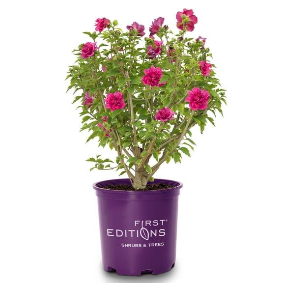 First Editions Hibiscus French Cabaret Live Shrub in 2-Gallon Grower Pot