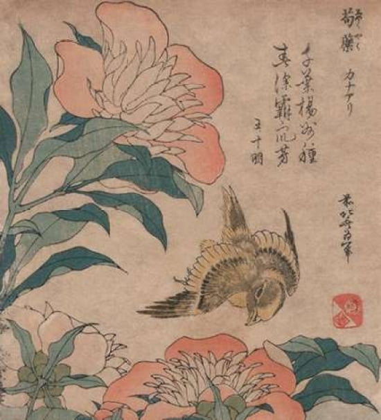 Peony And Canary 18