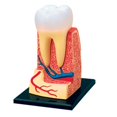 thumbnail image 2 of Human Body Organ Model Human Organ Puzzle Human Body Model for Biology Learning Teeth, 2 of 8