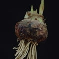 thumbnail image 4 of Van Zyverden Mega Amaryllis Bulb Red Pearl Limited Availability Set of 1 Bulb Red Part Sun, 4 of 5