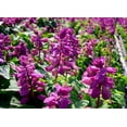 thumbnail image 5 of 420 Salvia splendens Seeds Scarlet Sage Lamiaceae Mixing Color Dwarf Flower Native, 5 of 11