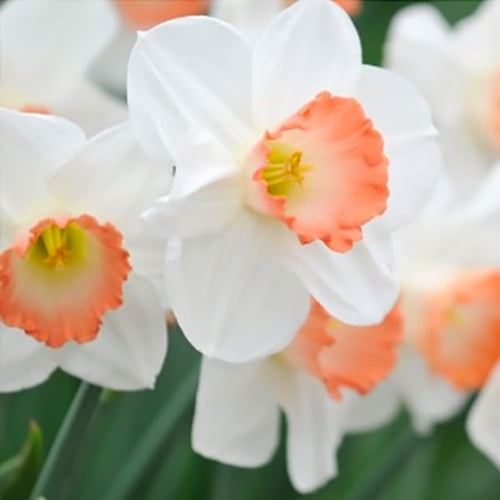 Pretty Pink Daffodil Flower Bulbs 6 Count