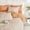 Cream Orange-Twin/Twin XL, variant on Floral Comforter Set Cream Orange Twin/Twin XL 3 Piece Dorm Bedding