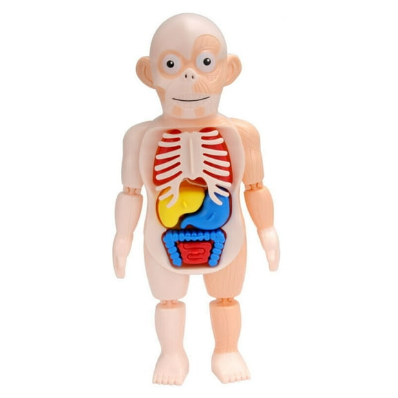 PVC 3D Puzzle Human Body Anatomy Model Learning Organ Assembled Toy Body Organ