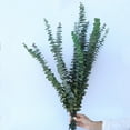 thumbnail image 5 of Usloyux Preserved Eucalyptus Leaves Bundle, Dried Eucalyptus Stems for Home Decor, Aromatherapy Relaxation Anxiety Relief, Floral Arrangements Centerpieces Wedding Bouquets, Artificial Greenery, 5 of 9