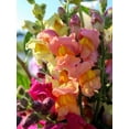 thumbnail image 2 of 2000 SNAPDRAGON CORONA MIX Antirrhinum Majus Flower Seeds, 2 of 10
