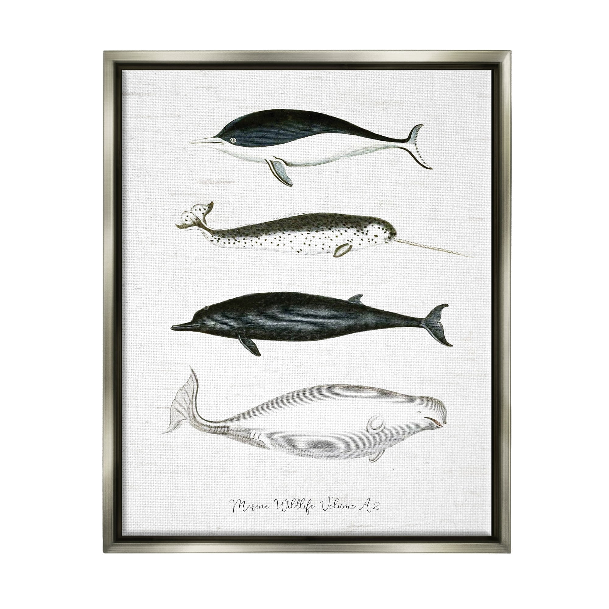 Stupell Industries Nautical Sea Life Whales Narwhal Marine Drawings Graphic Art Luster Gray Floating Framed Canvas Print Wall Art, Design by Lettered and Lined