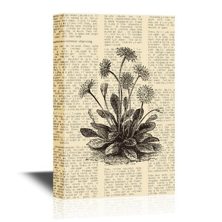 Daisy Canvas Vintage Baseball (wall26 Canvas Wall Art - Daisy or Bellis Perennis, Vintage Engraved Illustration - Gallery Wrap Modern Home Decor | Ready to Hang - 32x48)