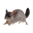 thumbnail image 3 of MERIGLARE Animal Figurine Model Collection Home Decor Realistic Detailed Action Figure Chinchilla, 3 of 9