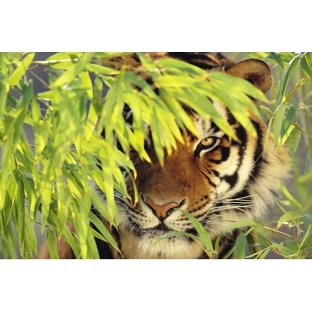 Bengal Tiger Hiding behind Leaves Print Wall Art By DLILLC